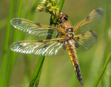 Four-spotted Chaser