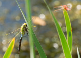 Emperor Dragonfly with a male Scarlet Darter in the background