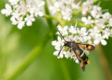 Fiery Clearwing