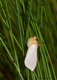 Ghost Moth - Hepialus humuli