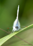 Common Blue