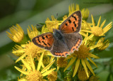 Small Copper