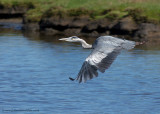 Grey Heron