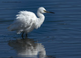 Little Egret