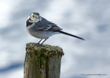 Pied Wagtail