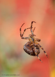 Garden Spider