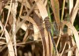 Migrant Hawker