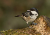 Coal Tit