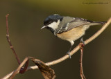 Coal Tit