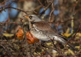 Fieldfare