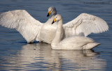 Whooper Swan