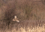 female Pheasant in flight