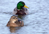 Mallard