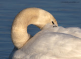 Mute Swan