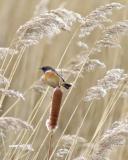 Stonechat