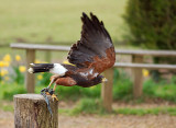 Harris Hawk