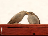 House Sparrow feeding fledgling