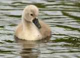 Mute Swan cygnet