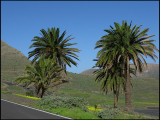Haria, Canary palms.jpg
