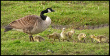 Canada Geese - Kanadags.jpg