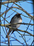 Black-throated Thrush - Turdus ruficollis - Taigatrast.jpg