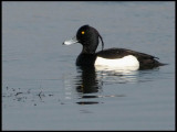 Vigg - Tufted Duck - Aythya fuligula .jpg