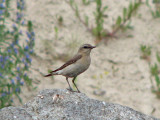 Wheatear, female - Oenanthe oenanthe - Stenskvtta.jpg