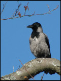 Hooded Crow - Krka .jpg