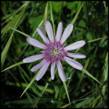 Trgopogon hybridum - Haverot.jpg