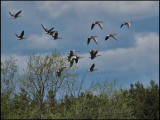 Greylag Geese.jpg