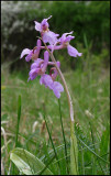 Orchis mascula - Early Purple Orchid - Sankt Pers Nycklar,.jpg