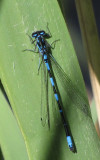 Coenagrion  pulchellum - Mrk Lyrflickslnda.jpg