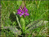 Dactylorhiza majalis - Broad-leaved Marsh Orchid - Majnycklar.jpg