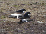 House Martins - Delichon urbica - Hussvala.jpg