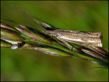 Ljunggrsmott - Crambus ericellus .jpg