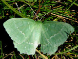 Dagfjrilsmtare - Geometra papillonaria,female -  .jpg