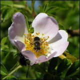 Rose with Drone Fly.jpg