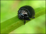 Chrysolina geminata - Allvbagge.jpg