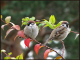 Tree Sparrows.jpg