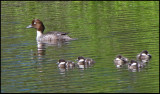 Knipa - Goldeneye - Bucephala clangula.jpg