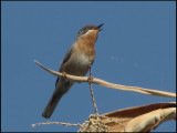 Subalpine Warbler -  Rdstrupig sngare -Sylvia cantillans albistriata.jpg