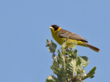 Black-headed Bunting - Svarthuvad Sparv.jpg