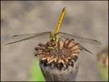 Sympetrum vulgatum, immature.jpg