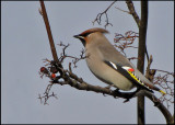 European Waxwing - Bombycilla garrulus - Sidensvans.jpg