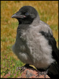 Hooded Crow, juvenile - Krka unge .jpg