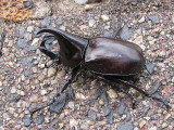 Rhinoserus Beetle.jpg