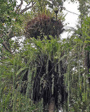 Birds Nest Fern - Asplenium australasicum .jpg