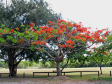 Poinsiana - Delonix regia.jpg