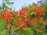 Poinsiana - Delonix regia.jpg