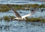 Gull-billed tern.jpg